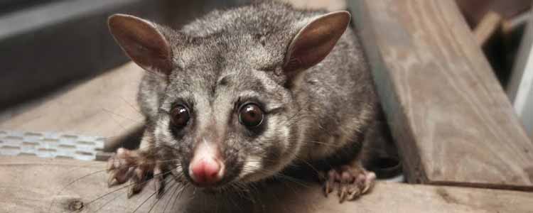 Possum Removal Yarraville