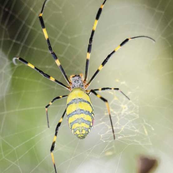 Spider Control Yarraville